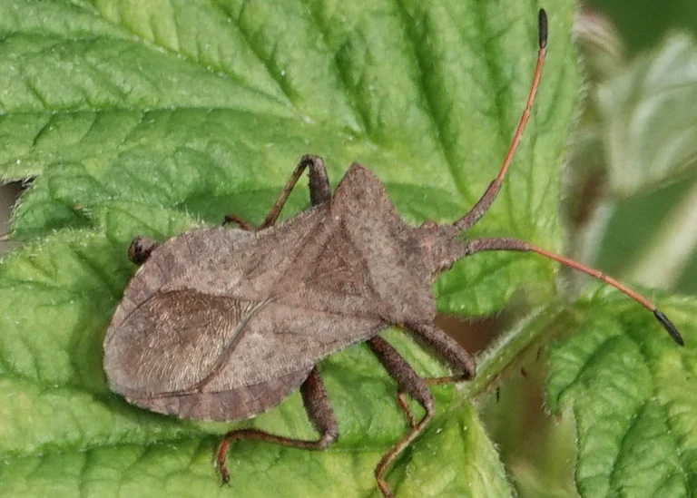 Punaise corée marginée (coreus marginatus)