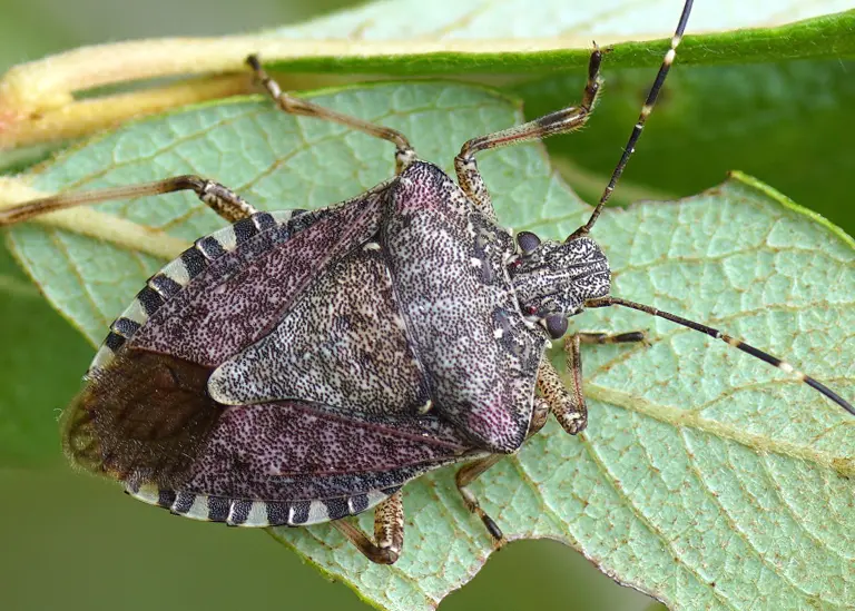 Punaise diabolique (Halyomorpha halys)