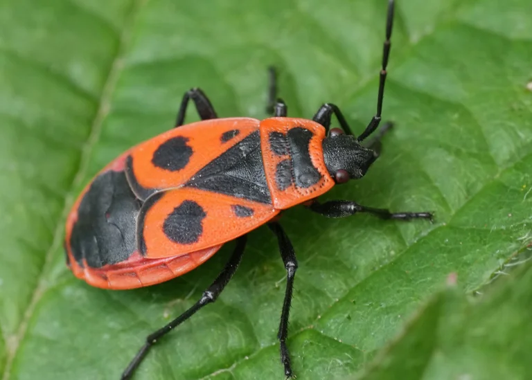 Punaise gendarme (Pyrrhocoris apterus)