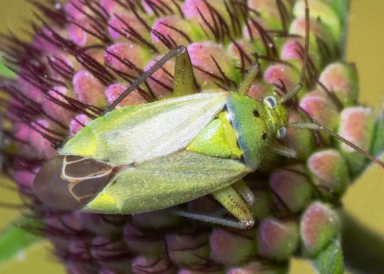 Punaise Nesidiocoris tenuis