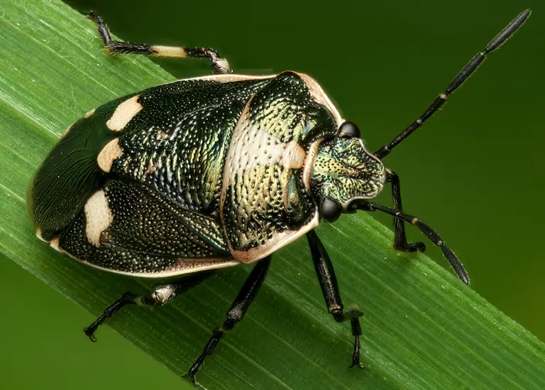 Punaise potagère (Eurydema oleracea)