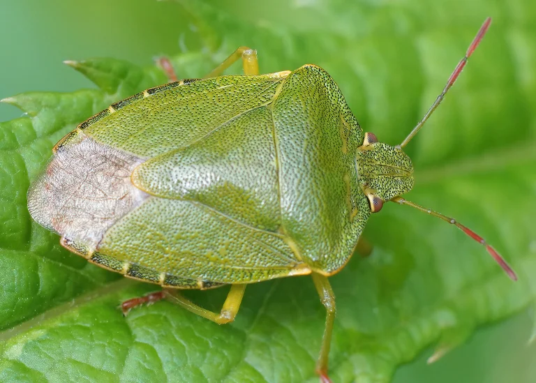 Punaise verte des bois (Palomena prasina)