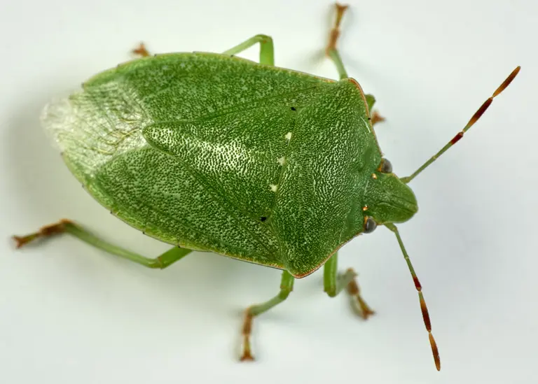 Punaise verte ponctuée (Nezara viridula)