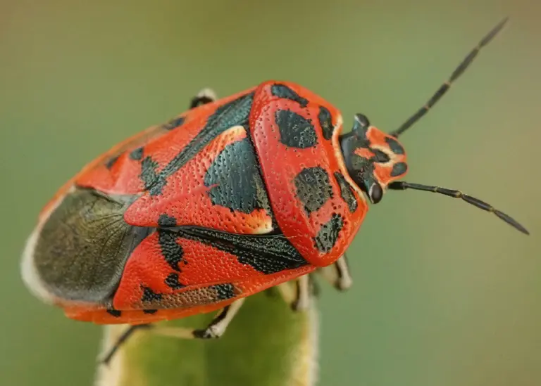 Punaise du chou (Eurydema sp.)