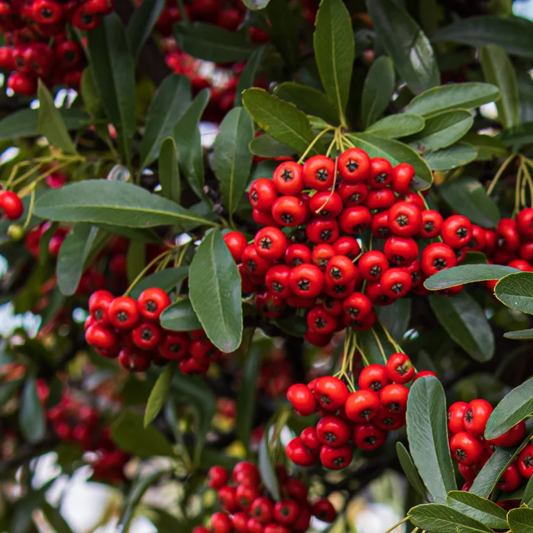 Pyracantha (buisson ardent à baies rouges) en novembre