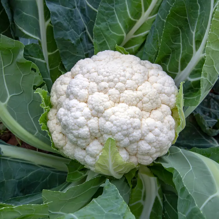 Récolte de chou-fleur d'hiver en février