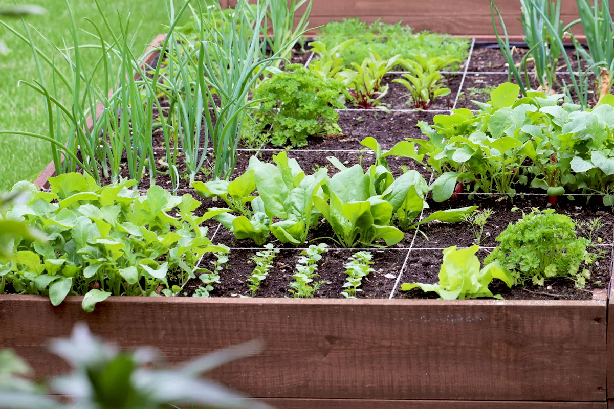 Réussir ses cultures dans un carré potager