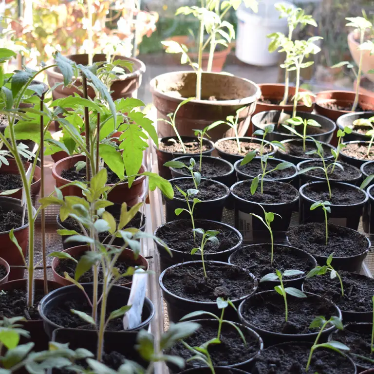 Les premiers semis de tomates peuvent être effectués sous serre dès février