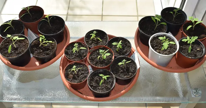 Semis de tomates à l'intérieur d'une véranda en février