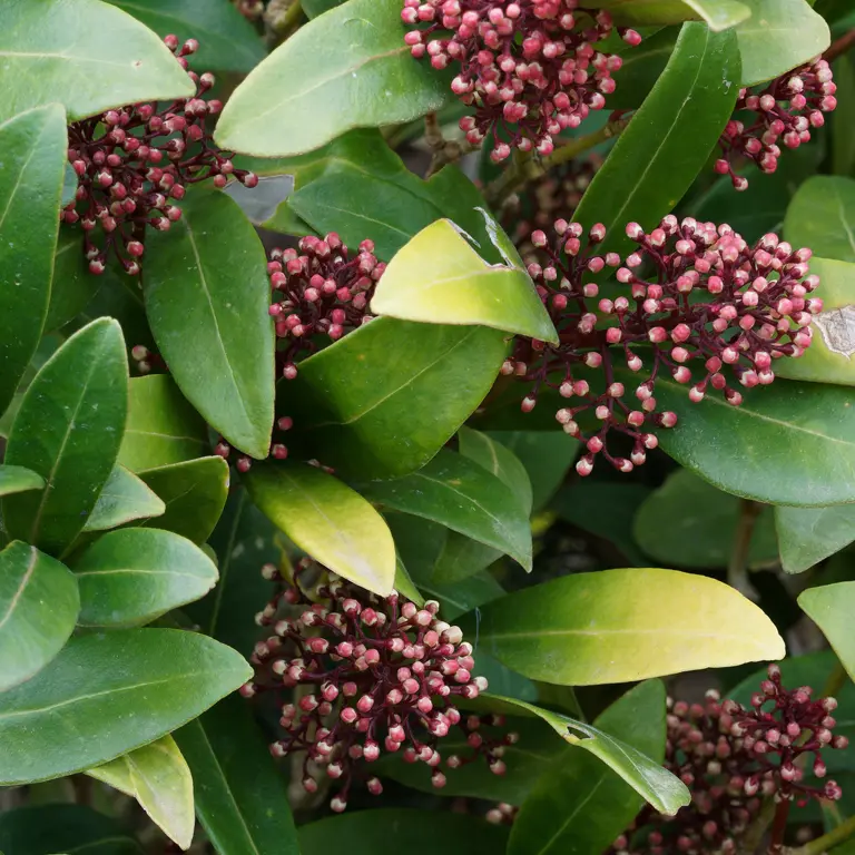 Skimmia japonica en novembre