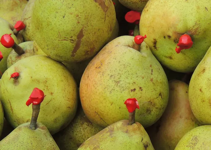 La cire sur les queues des poires permet une meilleure conservation