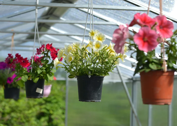 Plantes suspendues au plafond d'une serre de vie