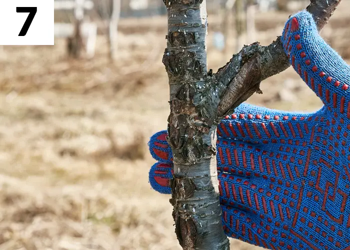 Tâche n°7 février au jardin : Taillez les arbres et les arbustes endommagés par l’hiver