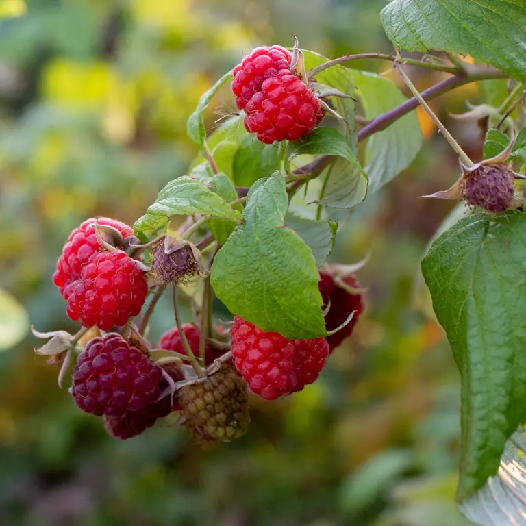 Taille de framboisiers remontants en novembre