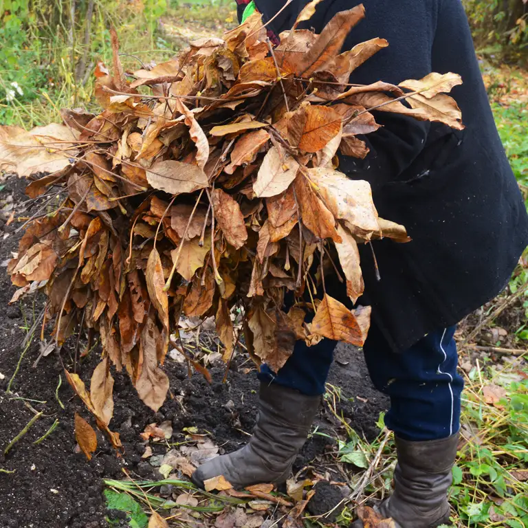 Confection de terreau de feuilles en novembre