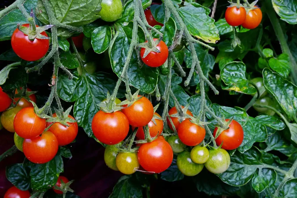 Comment récolter ses graines de tomates [TUTO] ? 