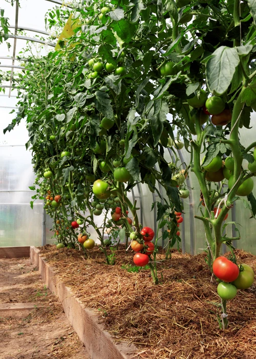 Tomates à l'abri dans une serre