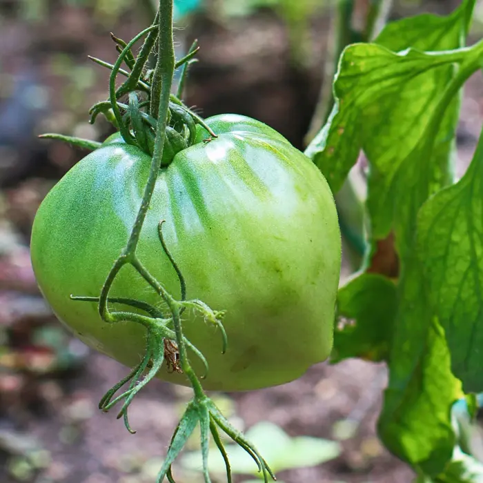 En octobre n'hésitez pas à cueillir les tomates vertes