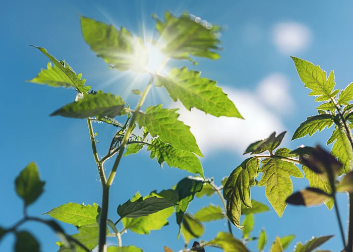 Tomates en plein soleil