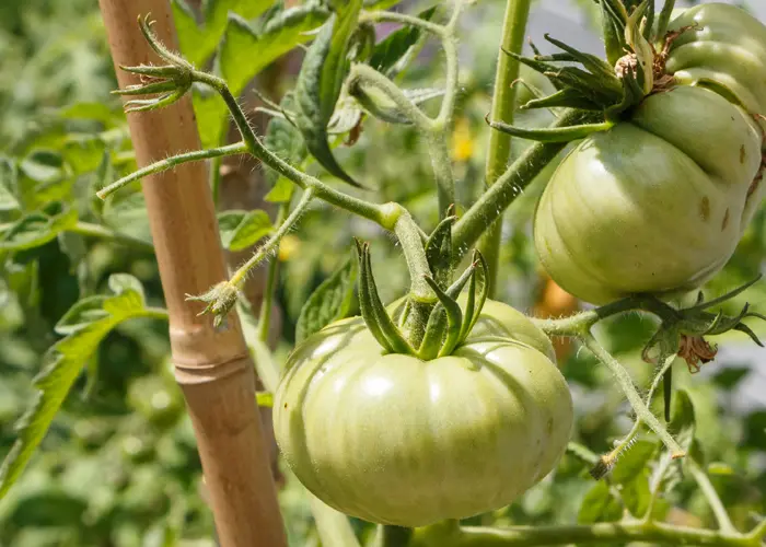 Attache tomate pour tuteur à tomate - Jardin et Saisons