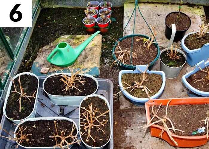 Tâche n°6 décembre au jardin : Aérer les plantes stockées dans la serre de jardin