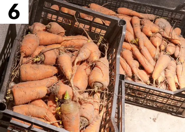 Tâche n°6 février au jardin : Contrôlez vos réserves de légumes et de plantes à bulbes hivernées