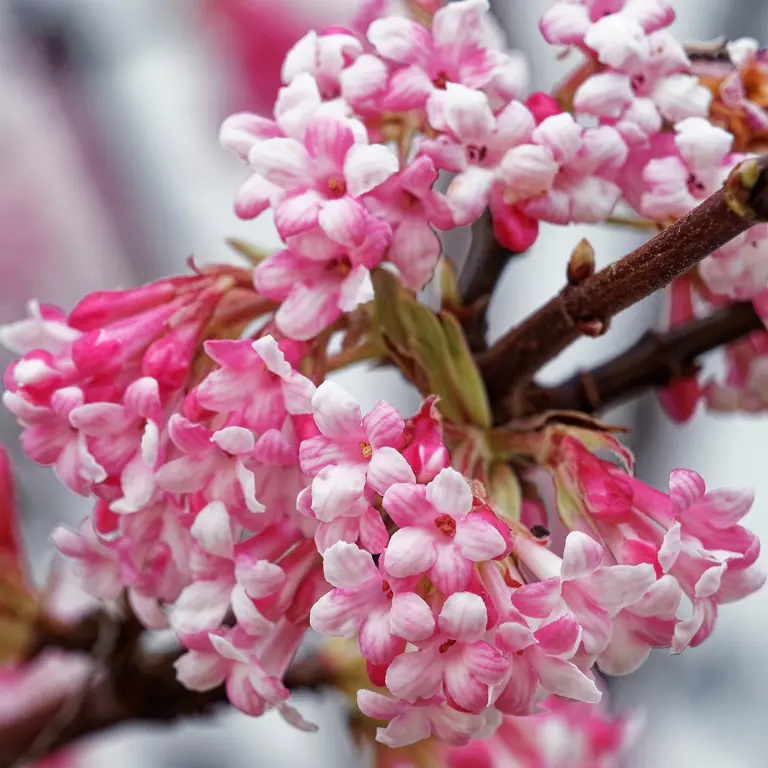 Viorne d'hiver en janvier